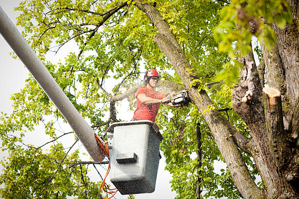 How Our Tree Care Process Works  in  Mishawaka, IN